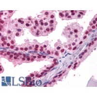 Immunohistochemistry (3.8μg/ml) staining of paraffin embedded Human Prostate. Steamed antigen retrieval with citrate buffer pH 6, AP-staining.