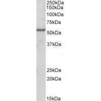 Western Blot (2μg/ml) staining of HEK293 lysate (35μg protein in RIPA buffer). Primary incubation was 1 hour. Detected by chemiluminescence.
