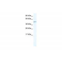 Antibody used in WB on Mouse NIH-3T3 at 5.0 ug/ml.