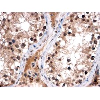 Immunohistochemistry (2μg/ml) staining of paraffin embedded Human Testis. Steamed antigen retrieval with citrate buffer pH 6, HRP-staining.
