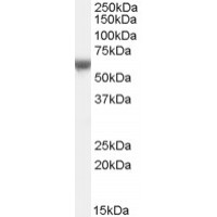 Western Blot (0.1μg/ml) staining of Human Umbilical Cord lysate (35μg protein in RIPA buffer). Primary incubation was 1 hour. Detected by chemiluminescence.
