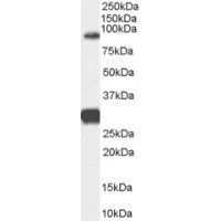 Western Blot (0.3μg/ml) staining of Human Brain (CerWestern Blot ) lysate (35μg protein in RIPA buffer). Primary incubation was 1 hour. Detected by chemiluminescence.