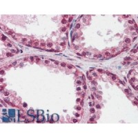 Immunohistochemistry (2.5μg/ml) staining of paraffin embedded Human Prostate. Steamed antigen retrieval with citrate buffer pH 6, AP-staining.