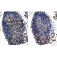 Immunohistochemistry (2μg/ml) staining (left panel) of paraffin embedded Mouse Thymus (Right panel shows staining without primary antibody as negative control). Steamed antigen retrieval with Tris/EDTA buffer pH 9, HRP-staining.