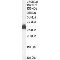 Western Blot (1μg/ml) staining of Human Bone Marrow lysate (35μg protein in RIPA buffer). Primary incubation was 1 hour. Detected by chemiluminescence.