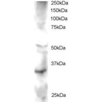 Western Blot staining (2μg/ml) of Human Heart lysate (RIPA buffer, 30μg total protein per lane). Primary incubated for 1 hour. Detected by western blot using chemiluminescence.