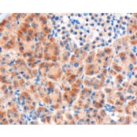Immunohistochemistry (3μg/ml) staining of paraffin embedded Human Pancreas. Microwaved antigen retrieval with Tris/EDTA buffer pH9, HRP-
