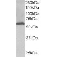 Western Blot (0.03μg/ml) staining of Human Liver lysate (35μg protein in RIPA buffer). Primary incubation was 1 hour. Detected by chemiluminescence.