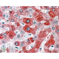 Immunohistochemistry (3.8μg/ml) staining of paraffin embedded Human Liver. Steamed antigen retrieval with citrate buffer pH 6, AP-staining.