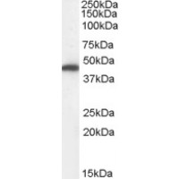 Western Blot (0.01μg/ml) staining of Human Kidney lysate (35μg protein in RIPA buffer). Primary incubation was 1 hour. Detected by chemiluminescence.