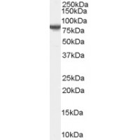 Western Blot (0.2μg/ml) staining of NIH/3T3 cell lysate (35μg protein in RIPA buffer). Primary incubation was 1 hour. Detected by chemiluminescence.