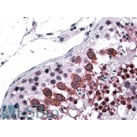Immunohistochemistry (3.8μg/ml) staining of paraffin embedded Human Testis. Steamed antigen retrieval with citrate buffer pH 6, AP-staining.