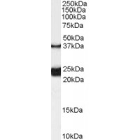 Western Blot (0.1μg/ml) staining of Rat Spinal Cord lysate (35μg protein in RIPA buffer). Primary incubation was 1 hour. Detected by chemiluminescence.