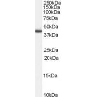 Western Blot (0.3μg/ml) staining of Human Heart lysate (35μg protein in RIPA buffer). Primary incubation was 1 hour. Detected by chemiluminescence.