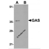 Western blot analysis of GAS in EL4 cell lysate in (A) the absence and (B) the presence of blocking peptide with GAS antibody at 1μg/mL.