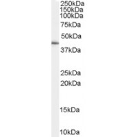 Western Blot (0.3μg/ml) staining of HepG2 cell lysate (35μg protein in RIPA buffer). Primary incubation was 1 hour. Detected by chemiluminescence.