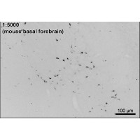 Immunohistochemistry (0.1 μg/ml) staining of PFA-perfused cryosection of Mouse Basal Forebrain. HRP-staining with Ni-DAB after Biotin-SP-antigoat amplification.