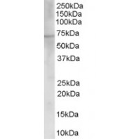 Western Blot (0.03μg/ml) staining of Human Placenta lysate (35μg protein in RIPA buffer). Primary incubation was 1 hour. Detected by chemiluminescence.