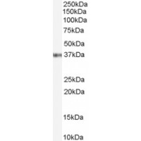 Western Blot (0.1μg/ml) staining of Jurkat cell lysate (35μg protein in RIPA buffer). Primary incubation was 1 hour. Detected by chemiluminescence.