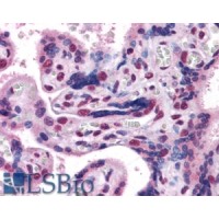 Immunohistochemistry (3.8μg/ml) staining of paraffin embedded Human Placenta. Steamed antigen retrieval with citrate buffer pH 6, AP-staining.
