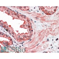 Immunohistochemistry (3.8μg/ml) staining of paraffin embedded Human Prostate. Steamed antigen retrieval with citrate buffer pH 6, AP-staining.