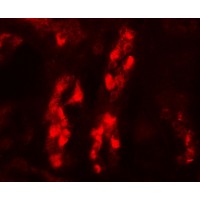 Immunofluorescence of GDPD5 in human kidney tissue with GDPD5 antibody at 20 μg/mL.
