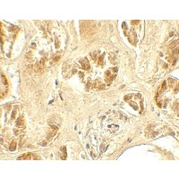 Immunohistochemistry of GDPD5 in human kidney tissue with GDPD5 antibody at 5 μg/mL.