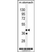 Western blot analysis in mouse stomach tissue lysates (35ug/lane).