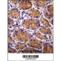 GIN1 Antibody immunohistochemistry analysis in formalin fixed and paraffin embedded human stomach tissue followed by peroxidase conjugation of the secondary antibody and DAB staining.