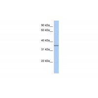 Antibody used in WB on Human Heart at 0.2-1 ug/ml.