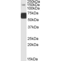 Western Blot (1μg/ml) staining of Human Brain (CerWestern Blot ) lysate (35μg protein in RIPA buffer). Primary incubation was 1 hour. Detected by chemiluminescence.