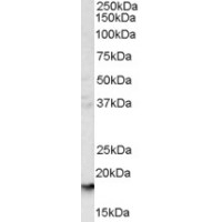 Western Blot (1μg/ml) staining of human liver lysate (35μg protein in RIPA buffer). Primary incubation was 1 hour. Detected by chemiluminescence.