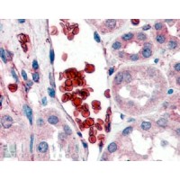 Immunohistochemistry (2μg/ml) staining of paraffin embedded Human Kidney. Steamed antigen retrieval with citrate buffer pH 6, AP-staining.
