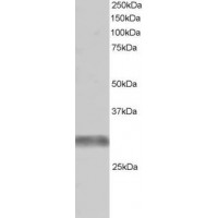 Western Blot (1μg/ml) staining of Human Skeletal Muscle lysate (RIPA buffer, 30μg total protein per lane). Primary incubated for 1 hour. Detected by western blot using chemiluminescence.