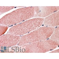 Immunohistochemistry (3.8μg/ml) staining of paraffin embedded Human Skeletal Muscle. Steamed antigen retrieval with citrate buffer pH 6, AP-staining.