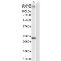 Western Blot (0.1μg/ml) staining of Hela lysate (35μg protein in RIPA buffer). Primary incubation was 1 hour. Detected by chemiluminescence.