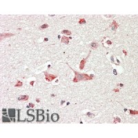 Immunohistochemistry (3.8μg/ml) staining of paraffin embedded Human CerImmunohistochemistryortex. Steamed antigen retrieval with citrate buffer pH 6, AP-staining.