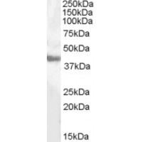 Western Blot (0.5μg/ml) staining of Human Liver lysate (35μg protein in RIPA buffer). Primary incubation was 1 hour. Detected by chemiluminescence.