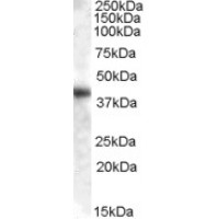 Western Blot (0.01μg/ml) staining of Human Liver lysate (35μg protein in RIPA buffer). Primary incubation was 1 hour. Detected by chemiluminescence.