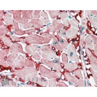 Immunohistochemistry (2.5μg/ml) staining of paraffin embedded Human Heart. Steamed antigen retrieval with citrate buffer pH 6, AP-staining.