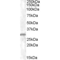 Western Blot (xμg/ml) staining of K562 lysate (35μg protein in RIPA buffer). Primary incubation was 1 hour. Detected by chemiluminescence.