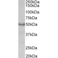 Western Blot (0.3μg/ml) staining of Mouse Heart lysate (35μg protein in RIPA buffer). Primary incubation was 1 hour. Detected by chemiluminescence.