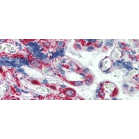 Antibody used in IHC on Human Placenta at 5.0 ug/ml.