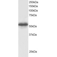 Western Blot staining (0.5μg/ml) of Human Testis lysate (RIPA buffer, 30μg total protein per lane). Primary incubated for 1 hour. Detected by western blot using chemiluminescence.