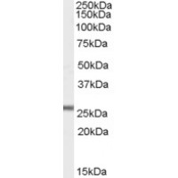 Western Blot (1μg/ml) staining of Mouse Heart lysate (35μg protein in RIPA buffer). Primary incubation was 1 hour. Detected by chemiluminescence.