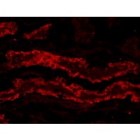 Immunohistochemistry (20μg/ml) staining of PFA-perfused cryosection of Porcin Kidney. Microwave antigen retrieval with citrate buffer pH 3, CY3-staining. Data obtained from Dr. Hrvoje Brzica, University of ZagrImmunohistochemistry atia