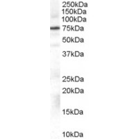 Western Blot (0.3μg/ml) staining of Daudi cell lysate (35μg protein in RIPA buffer). Primary incubation was 1 hour. Detected by chemiluminescence.
