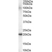 Western Blot staining (0.1μg/ml) of Human Brain lysate (RIPA buffer, 35μg total protein per lane). Primary incubated for 1 hour. Detected by western blot using chemiluminescence.