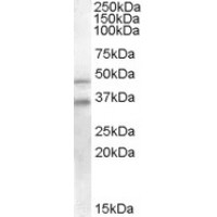 Western Blot staining (0.2μg/ml) of Human Placenta lysate (RIPA buffer, 30μg total protein per lane). Primary incubated for 1 hour. Detected by western blot using chemiluminescence.