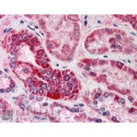 Immunohistochemistry (5μg/ml) staining of paraffin embedded Human Kidney. Steamed antigen retrieval with citrate buffer pH 6, AP-staining.